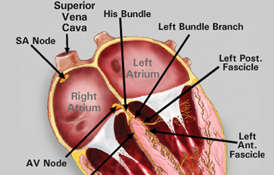 Essential Electrocardiography course